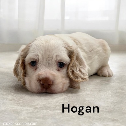 puppy, for, sale, Cocker Spaniel, Joe & Cherri  Overlease, dog, breeder, Miller, MO, dog-breeder, puppy-for-sale, forsale, nearby, find, puppyfind, locator, puppylocator, aca